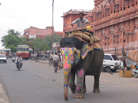 Elephant in front of#650499